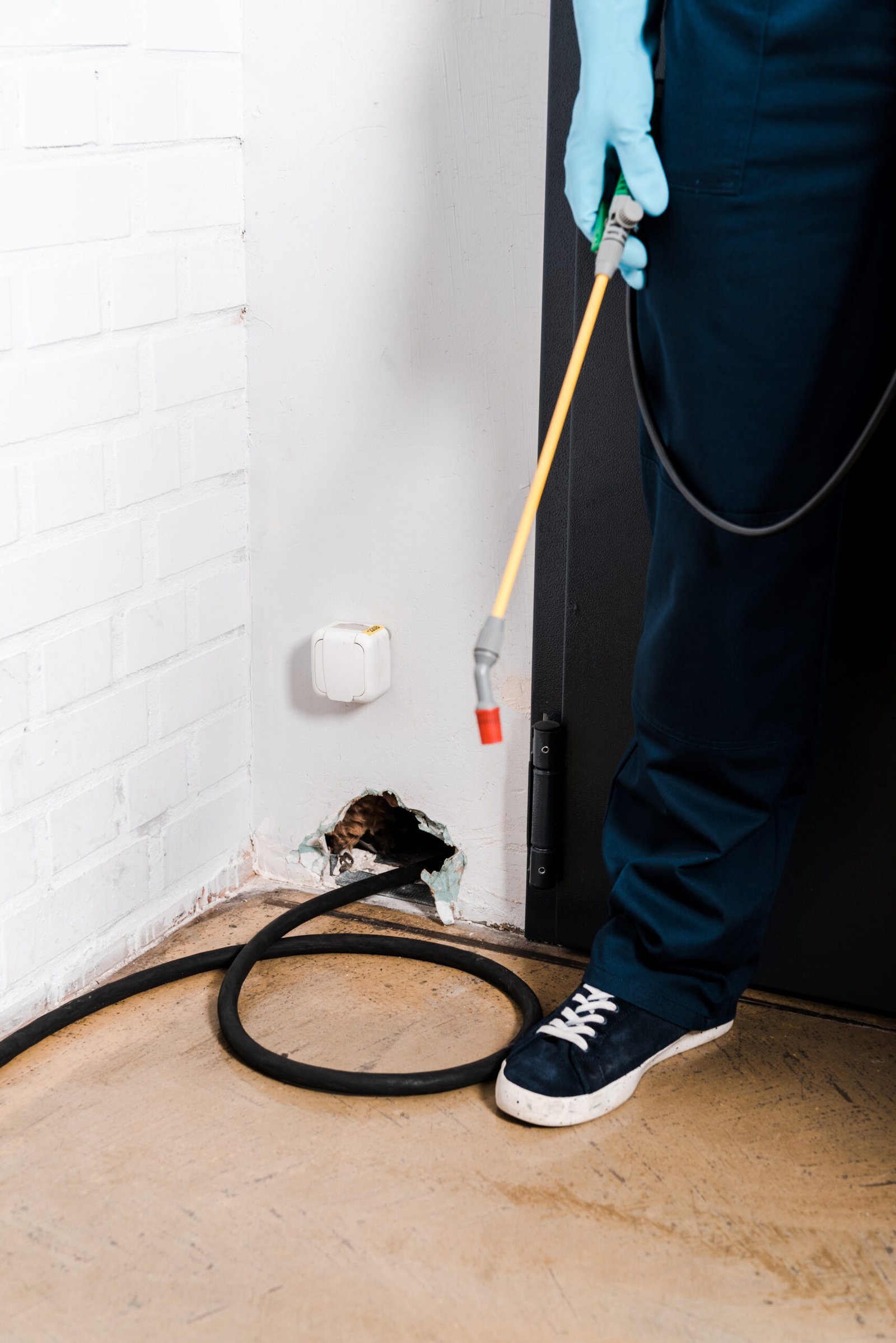 Termite Inspection Sunshine Coast Price